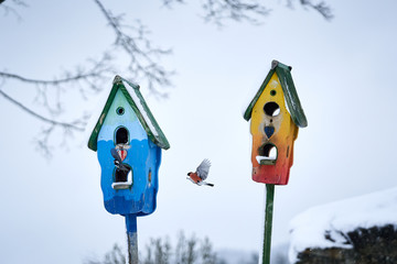 Vögel im Flug bei Vogelhaus im Winter