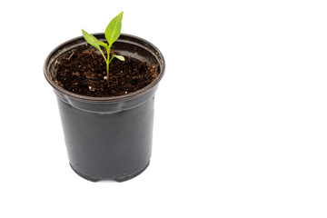 image of young chili plant in black pot isolated on white background with copy space for text. 