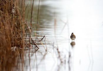 Common snipe at Akser Marsh in the morning hours at Bahrain. A highkey image