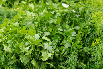 close up of green vegetables, persil and coriander from garden for sale at supermarket.  