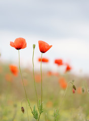 A field of wild red poppies on a bright sunny day. Blooming opium flowers. Colorful summer landscape