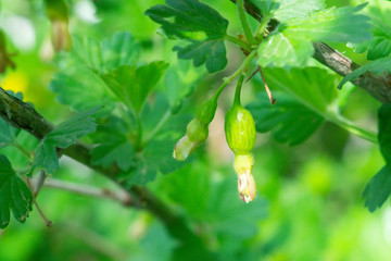 Obraz premium Young gooseberry Bush in early spring. On the branches of many small green