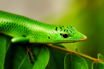 emerald tree skink 
