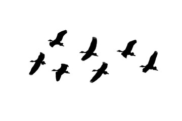 Isolated Group of Birds Flying Graphic Silhouette