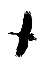 Isolated Low Angle Bird Flying Graphic Silhouette
