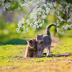 two cats in love they walk side by side in the may Sunny garden surrounded by branches of cherry...