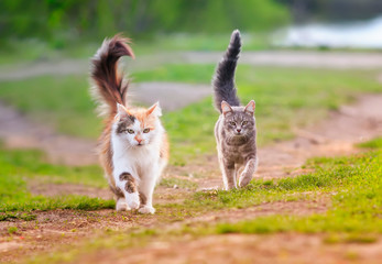 two cats run across a green meadow in may Sunny warm day