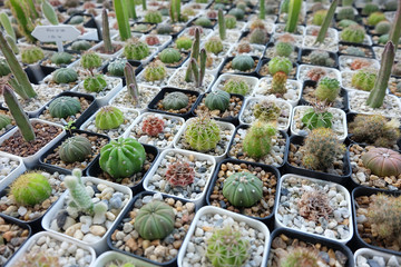 Group of​ cactus​ in​ the​ pot.​ Succulents. Potted small house plants, home interior. White minimal cactus in a jar.