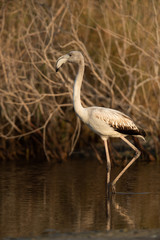 A Juvenile Greater Flamingo wading at Asker marsh in the morning hours, Bahrain