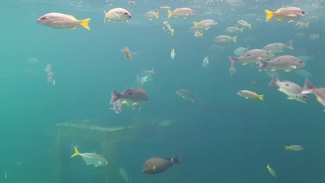 Rayong Aquarium: Beautiful fish and stingray swimming in the main tank aquarium