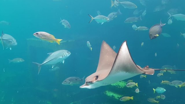 Rayong Aquarium: Beautiful fish and stingray swimming in the main tank aquarium