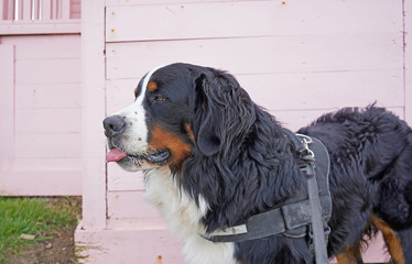 Portrait of Bernese Mountain Dog, ink background 