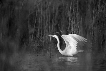 Great Egret takeoff at Asker marsh, Bahrain