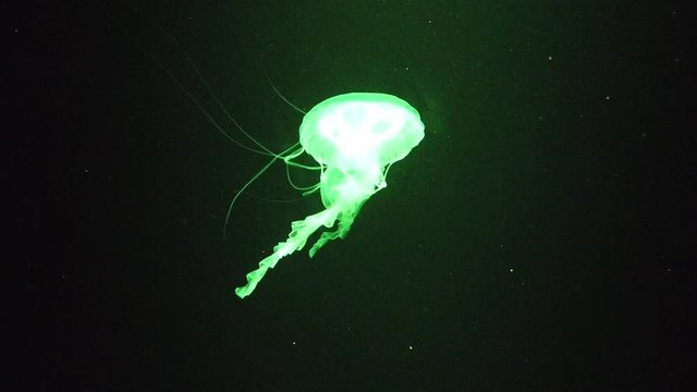 Beautiful moon jellyfish swimming and floating under green light in aquarium