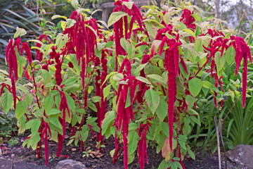 Amaranthus flowers ( Amaranthus caudatus ), also known as Love Lies Bleeding, in bloom in an English garden in summer © pjhpix
