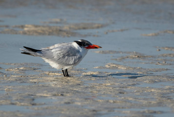 A portrait of a Caspian tern at Busiateen coast, Bahrain