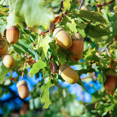 Acorns on the branch of an oak tree