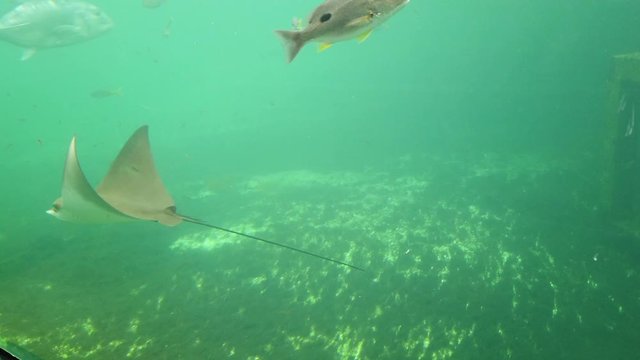 Rayong Aquarium: Beautiful fish and stingray swimming in the main tank aquarium