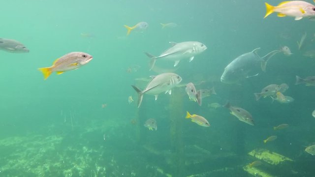Rayong Aquarium: Beautiful fish and stingray swimming in the main tank aquarium