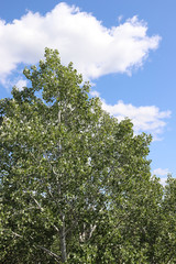 green tree and blue sky