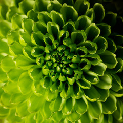  close-up of a green chrysanthemum