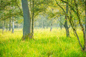 Fototapeta premium Ostsee
