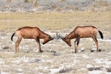 Hartebeest at Etosha National Park, Namibia