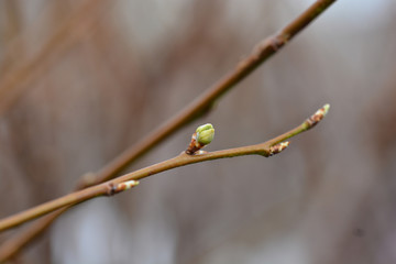 Agen Plum tree