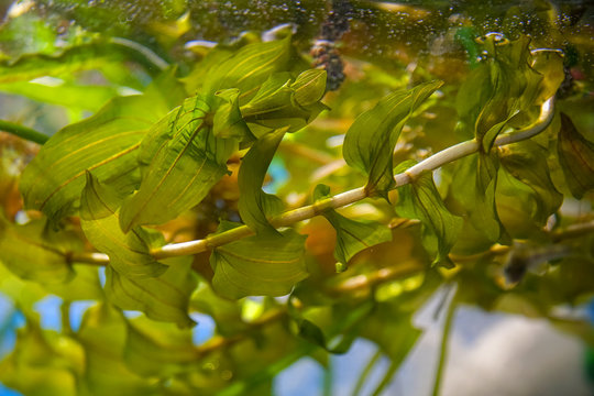 Close-up view of pondweed leaves under water