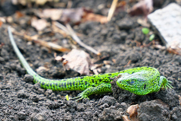 Portrait of a Small green lizard on the ground