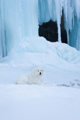 Obraz na płótnie Canvas Beautiful maremmano abruzzese dog o lying in front of icefall. Maremma dog is lying on the snow. Big fluffy white dog