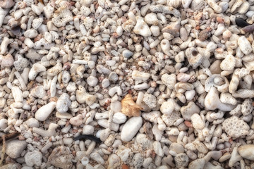 Seashells 