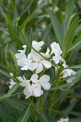 Common oleander