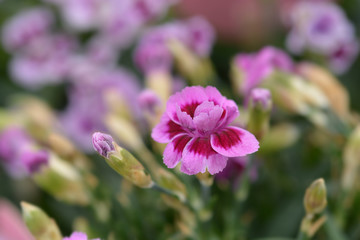 Fototapeta premium Carnation Pink Kisses