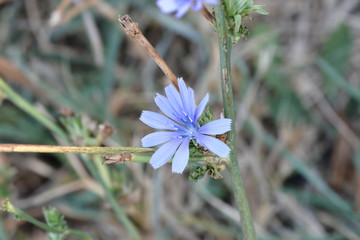 Wild chicory