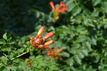 Red trumpet vine