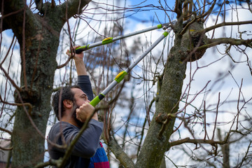 Mid adult caucasian man pruning fruit trees in his garden. Male gardener using pruning shears....