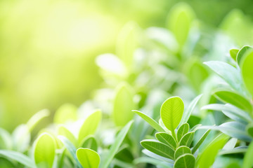 Beautiful nature view of green leaf on blurred greenery background in garden and sunlight with copy space using as background natural green plants landscape, ecology, fresh wallpaper concept.