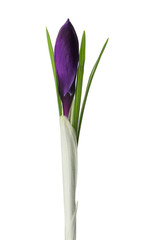 Beautiful purple crocus flower isolated on white. Spring season