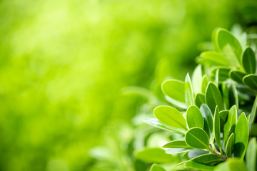Beautiful nature view of green leaf on blurred greenery background in garden and sunlight with copy space using as background natural green plants landscape, ecology, fresh wallpaper concept.
