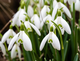 Snowdrop or common snowdrop (Galanthus nivalis) flowers