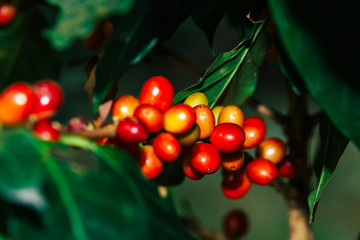 Fresh red Arabica cherry coffee beans with coffee trees