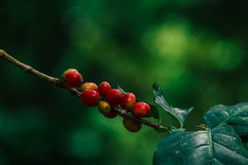 Fresh red Arabica cherry coffee beans with coffee trees
