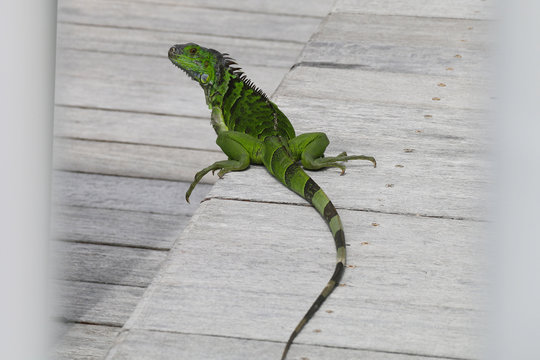 Iguana