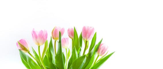Rosarote Tulpen im Frühling isoliert auf weißem Hintergrund