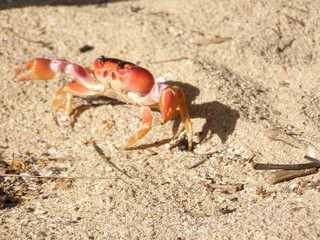 crabe caraibes