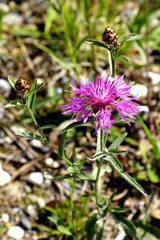 Gewöhnliche Wiesen- Flockenblume, Centaurea jacea ssp. jacea