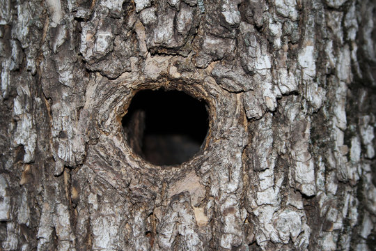 Hollow tree pattern for design. The house of the animal. Forest nature abstract background.