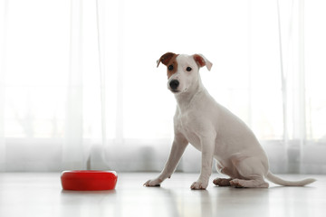 Cute Jack Russel Terrier near feeding bowl indoors. Lovely dog