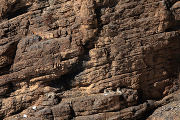Snow leopard cubs relaxing on the rocks of deep gorge near Kibber village, Spiti valley of Himachal...